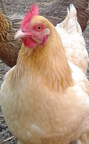 Penny Hen