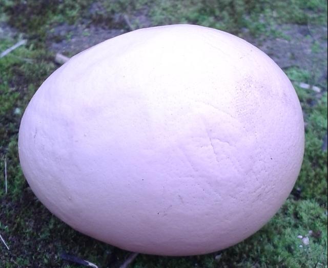 Wrinkled Egg