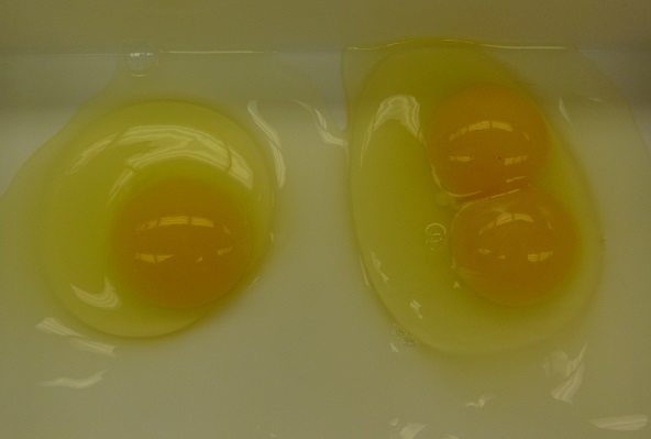 Double yolk egg