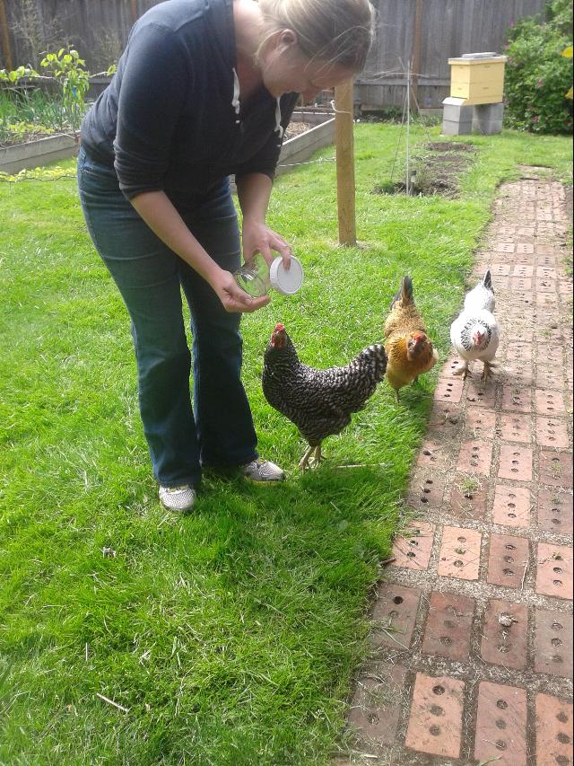 Typical Backyard Flock