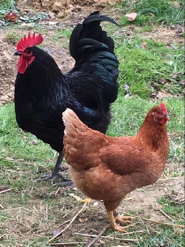 Black Roo & Red Hen