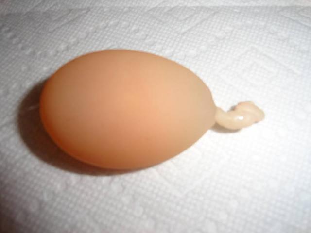 Egg with Chalazae Tube