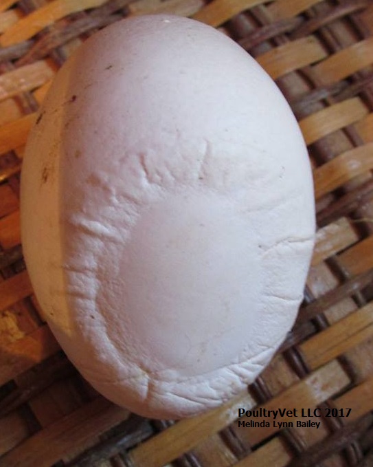 Cratered Egg