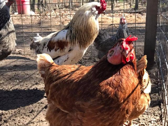 Hen with face abscess