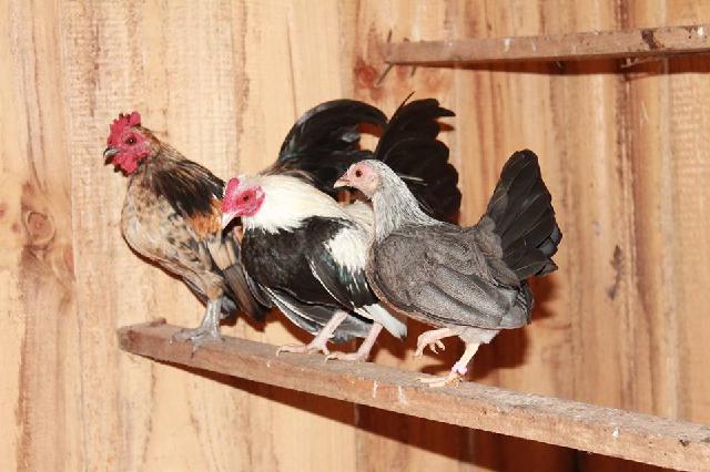 Bantam chickens roosting