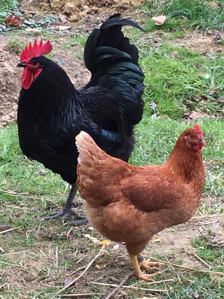 Rooster and hen